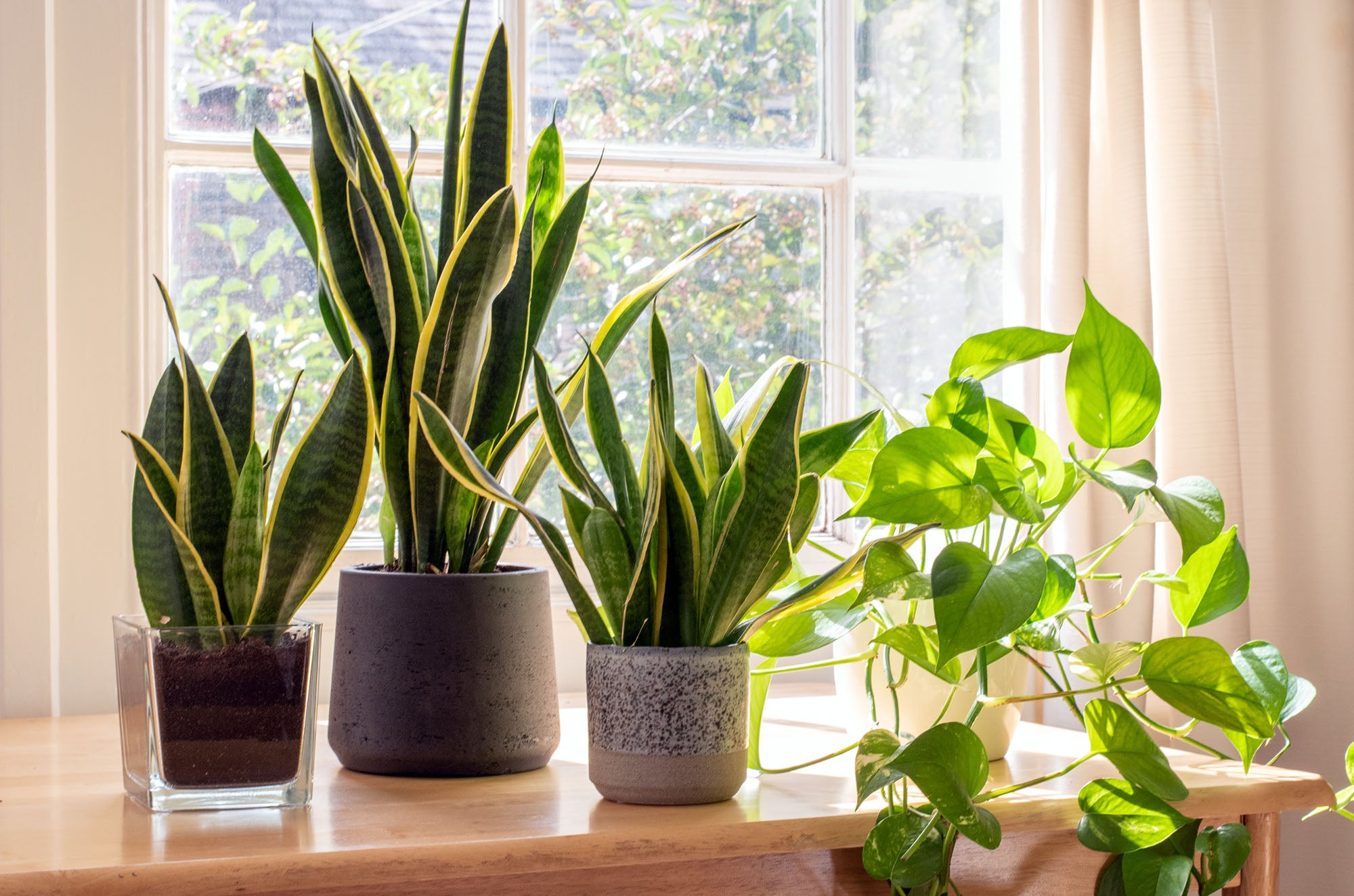 10 Easy-to-Care-For Houseplants That Will Transform Your Home