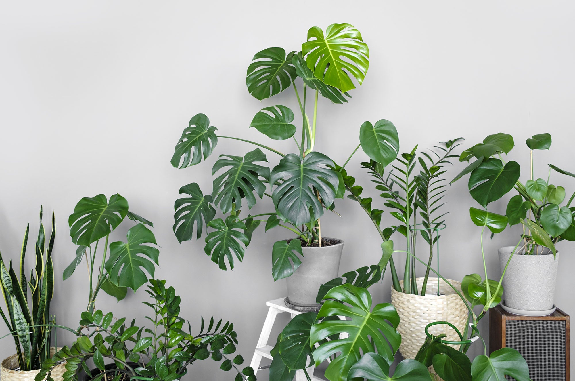 How to Create a Beautiful Indoor Jungle: A Beginner’s Guide