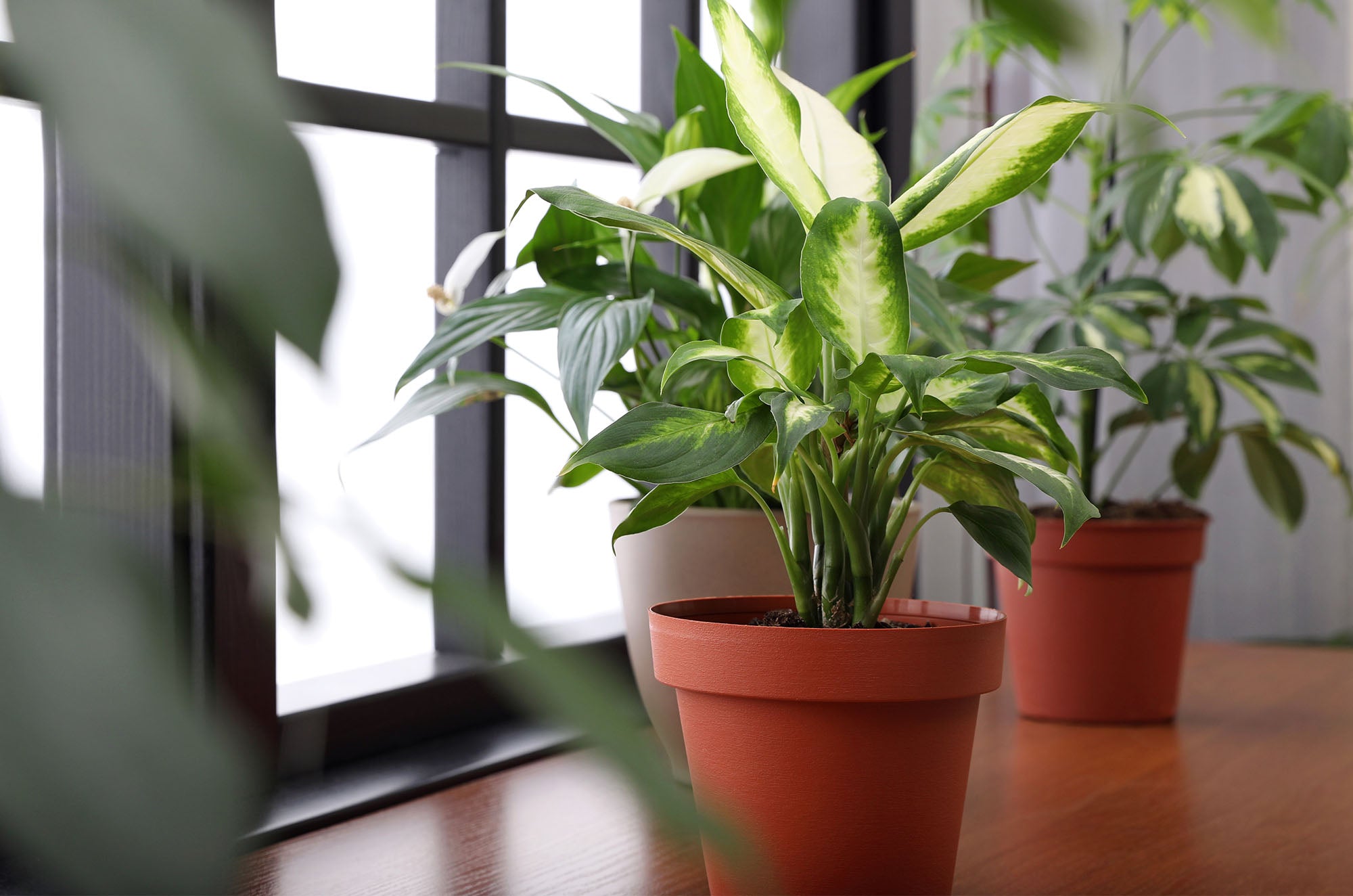 The Benefits of Houseplants: Why Every Home Should Have Them